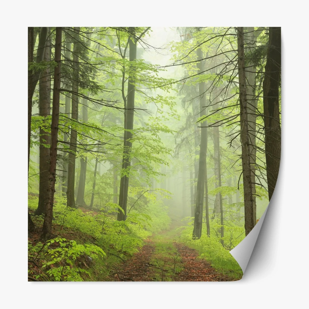 Repositionierbarer Aufkleber nebliger grüner waldpfad – Wallnifity® Repositionierbarer Aufkleber nebliger grüner waldpfad – Wallnifity®