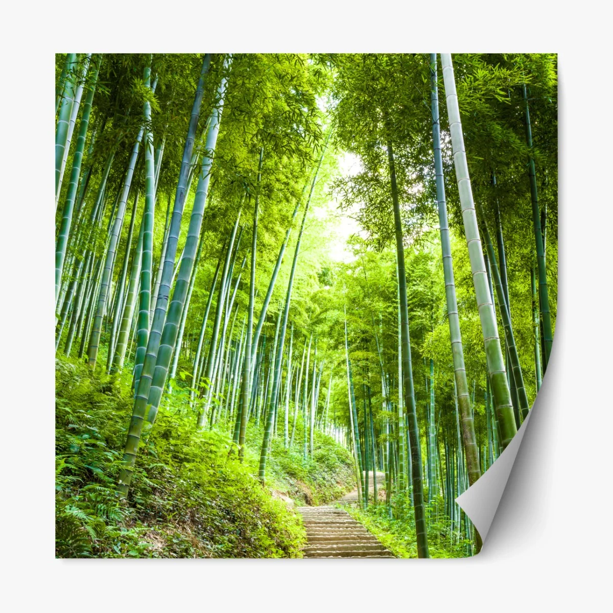 Repositionierbarer Aufkleber ruhiger bambuswaldweg – Wallnifity®