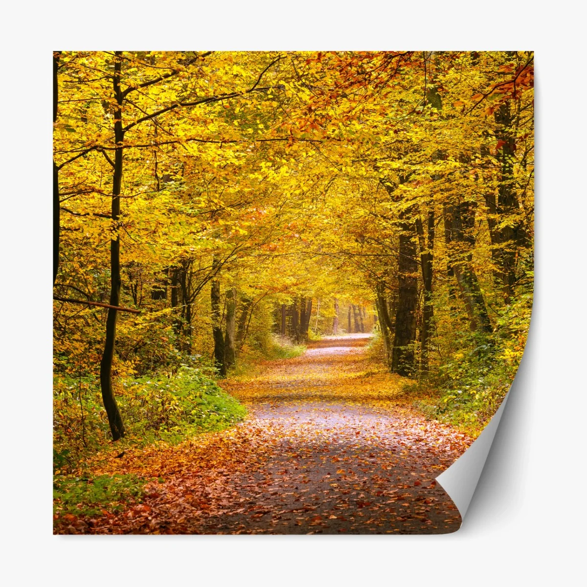 Repositionierbarer Aufkleber goldener herbstwaldweg – Wallnifity®