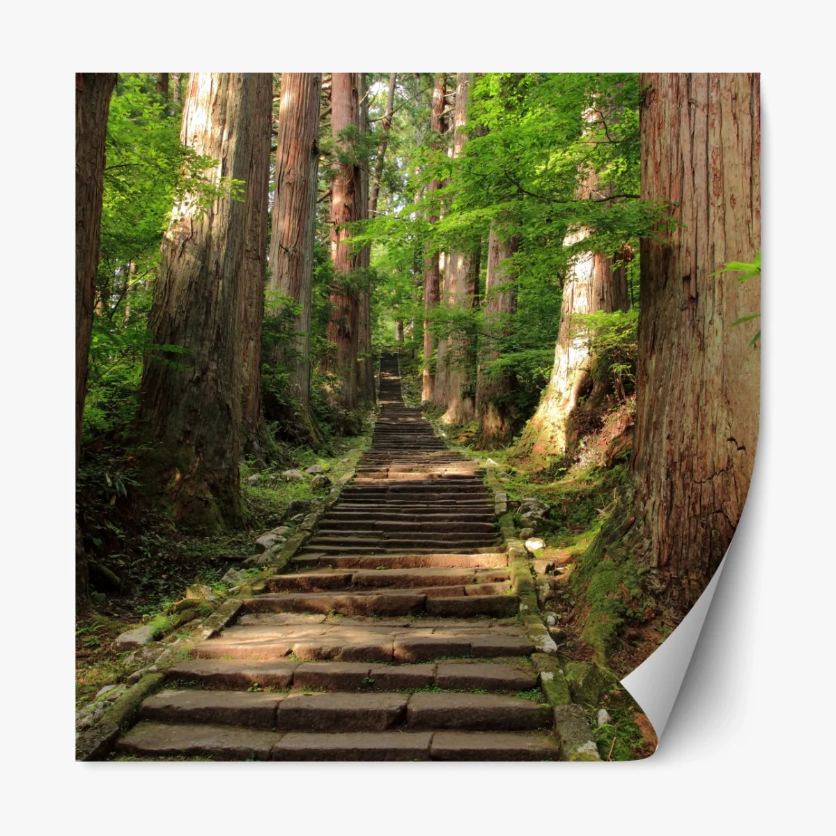 Repositionierbarer Aufkleber steinne treppe im alten wald – Wallnifity®