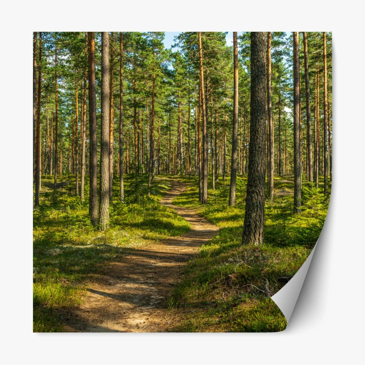 Repositionierbarer Aufkleber sonniger kiefernwaldweg – Wallnifity® Repositionierbarer Aufkleber sonniger kiefernwaldweg – Wallnifity®