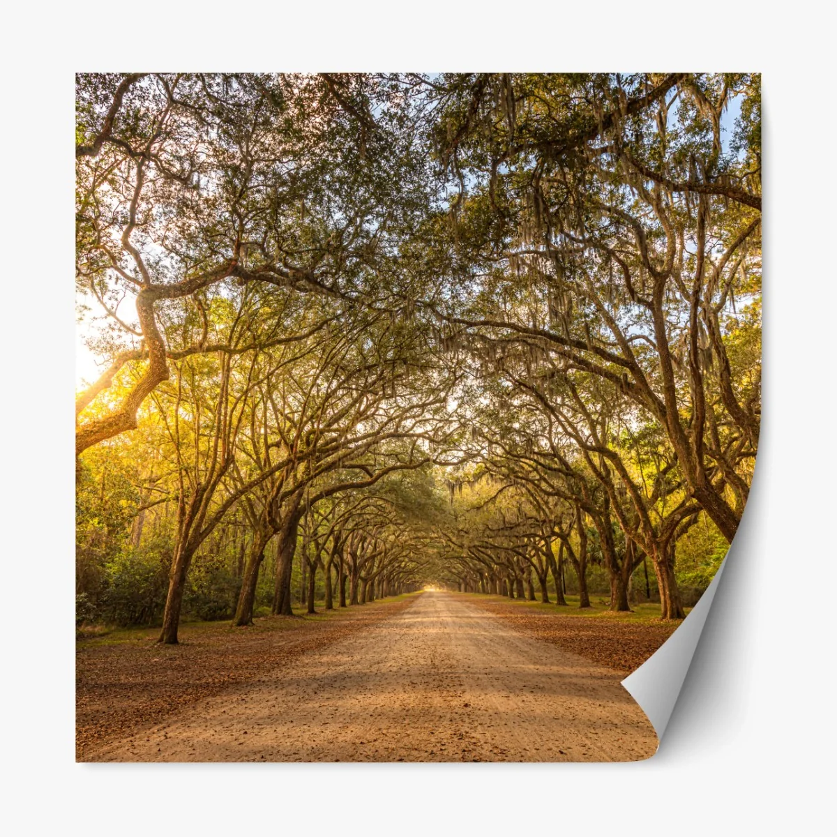 Repositionierbarer Aufkleber sonnenbeschienene eichenallee bei Savannah – Wallnifity® Repositionierbarer Aufkleber sonnenbeschienene eichenallee bei Savannah – Wallnifity®