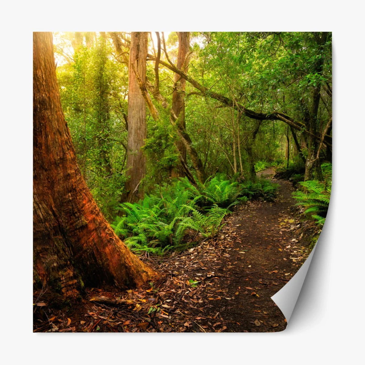 Repositionierbarer Aufkleber urwaldpfad in Tasmanien – Wallnifity® Repositionierbarer Aufkleber urwaldpfad in Tasmanien – Wallnifity®