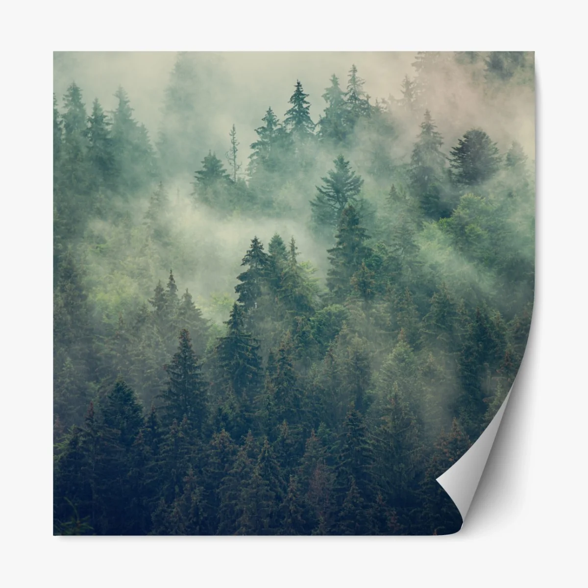 Repositionierbarer Aufkleber nebliger immergrüner wald – Wallnifity®