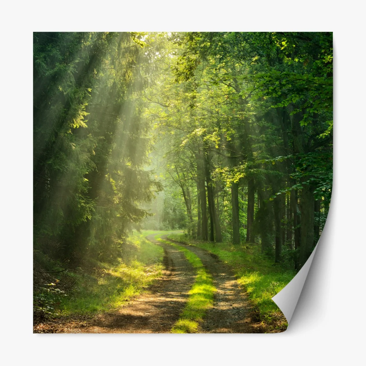 Repositionierbarer Aufkleber sonnenbeschienener waldpfad – Wallnifity® Repositionierbarer Aufkleber sonnenbeschienener waldpfad – Wallnifity®