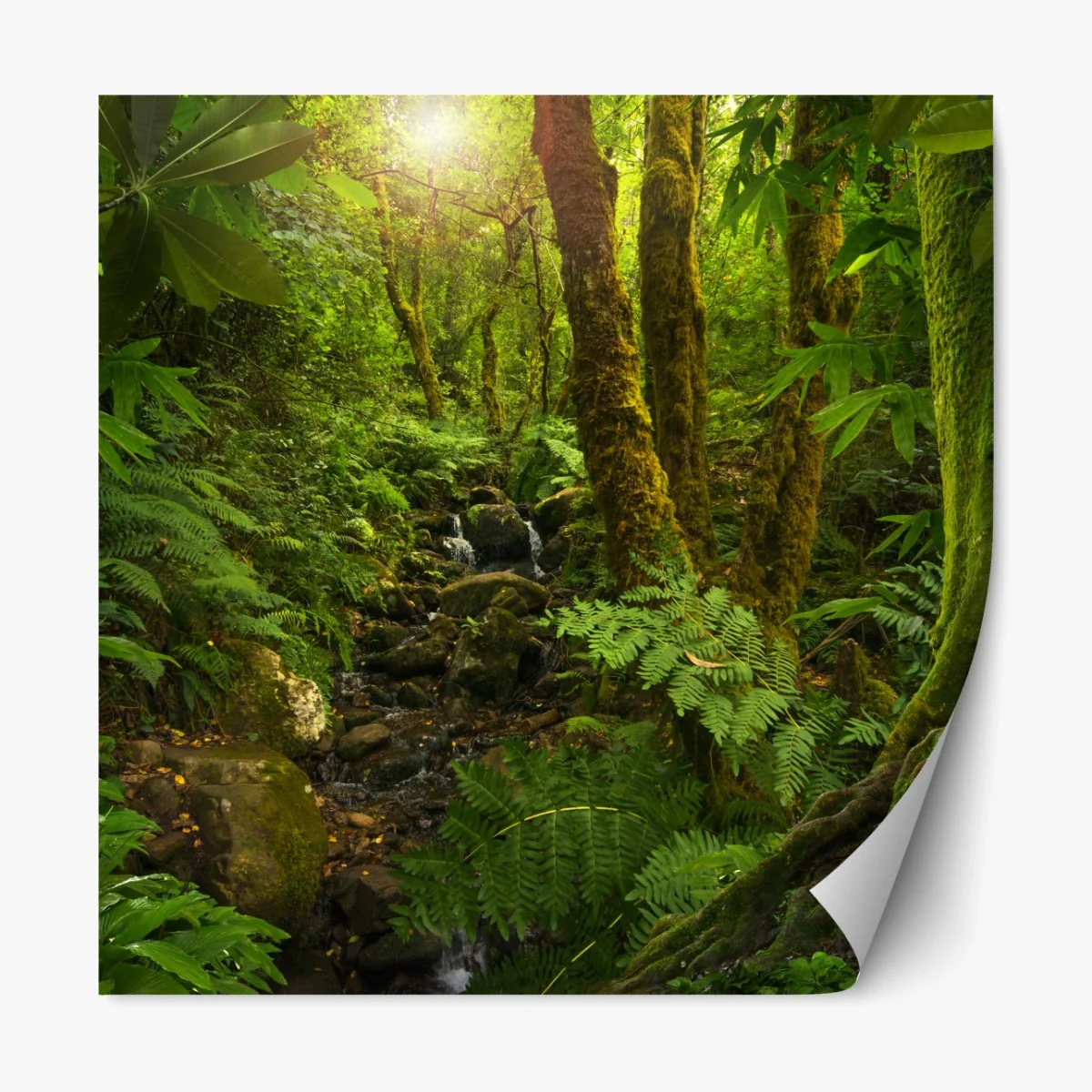 Repositionierbarer Aufkleber moosiger waldbach im sonnenlicht – Wallnifity®