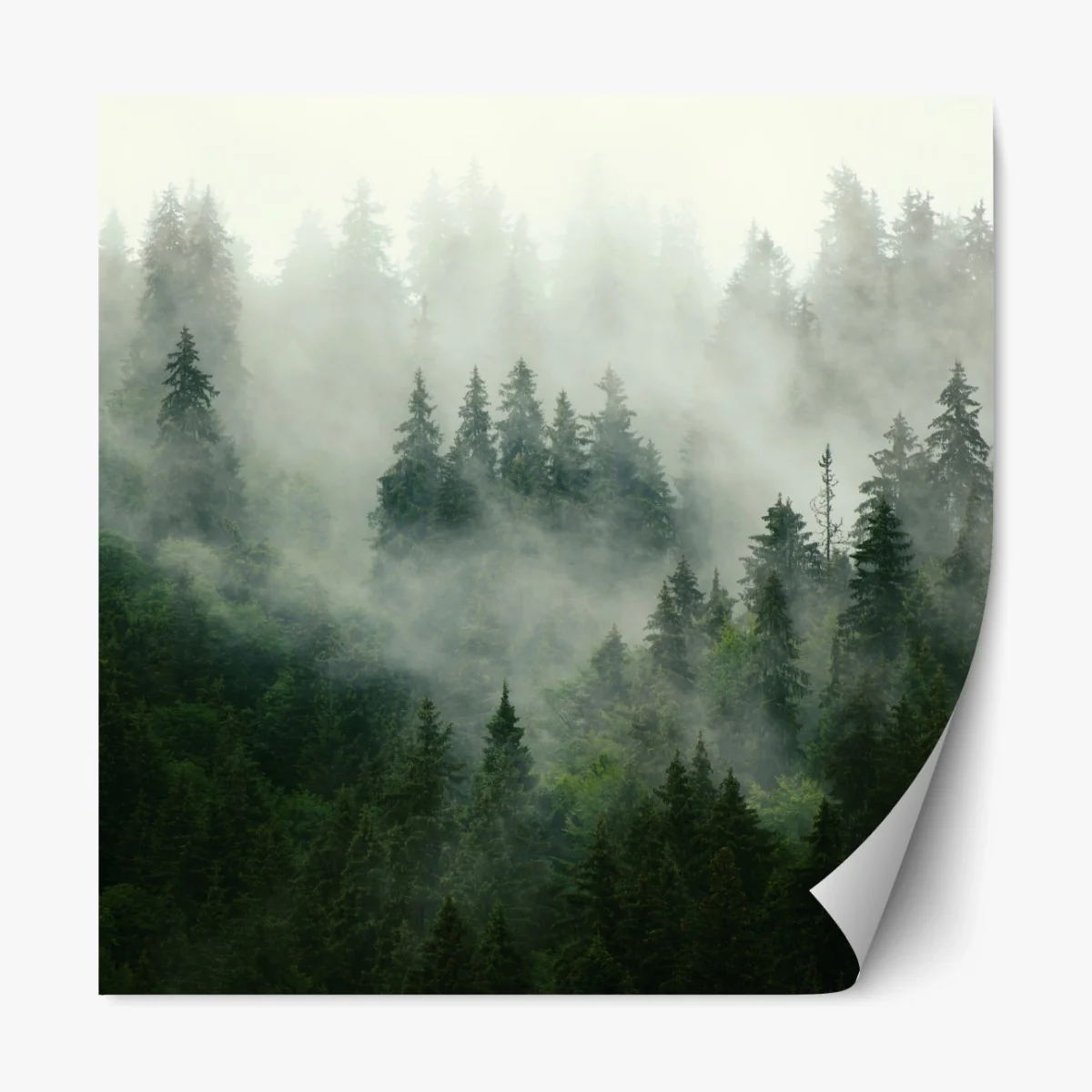 Repositionierbarer Aufkleber nebliger nadelwald – Wallnifity® Repositionierbarer Aufkleber nebliger nadelwald – Wallnifity®