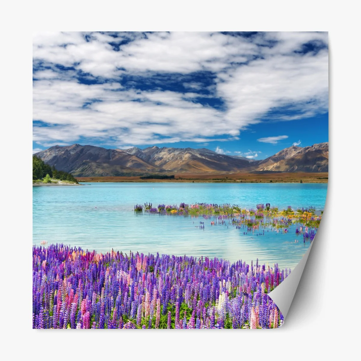 Repositionierbarer Aufkleber Lake Tekapo lupinenmeer am türkisen see – Wallnifity® Repositionierbarer Aufkleber Lake Tekapo lupinenmeer am türkisen see – Wallnifity®