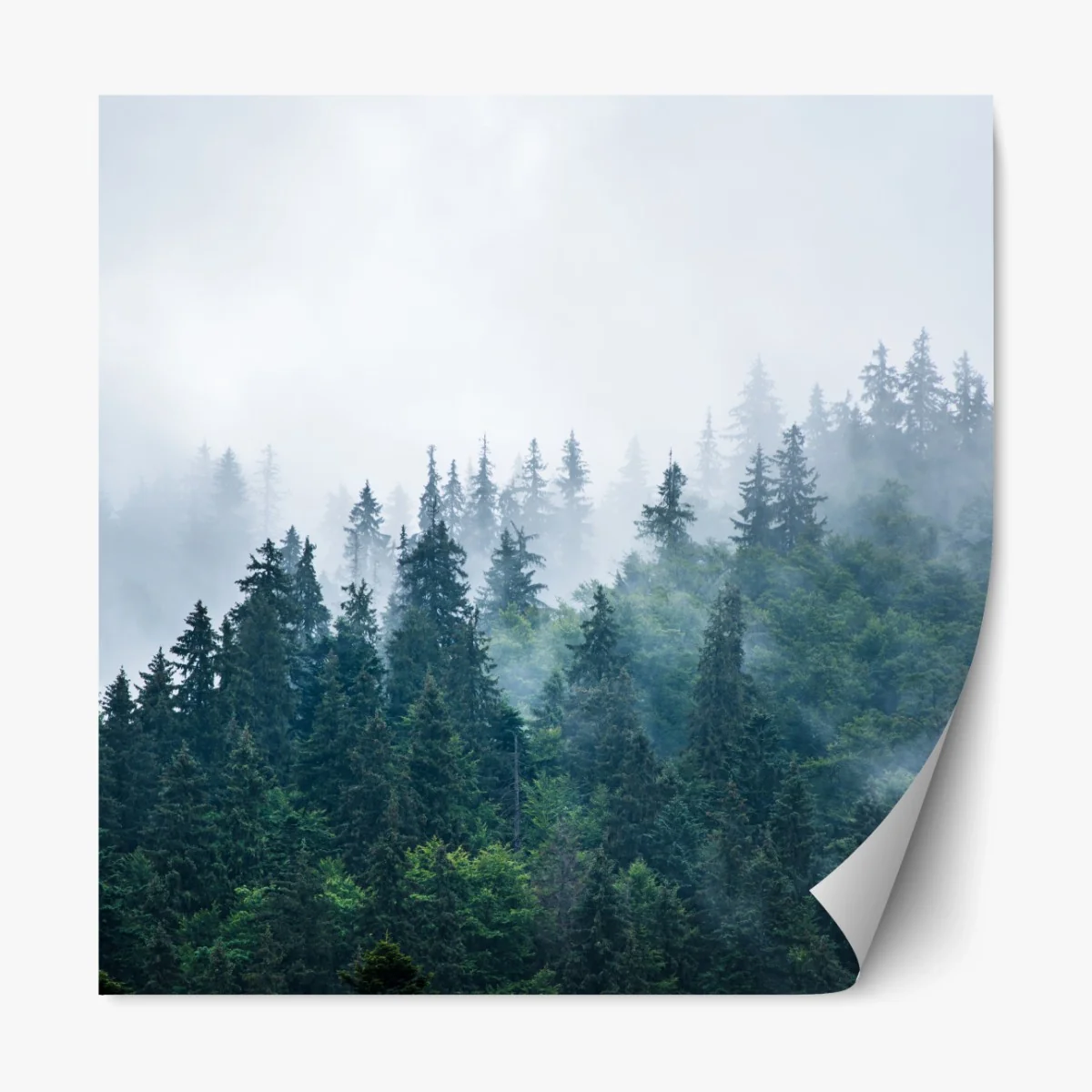 Repositionierbarer Aufkleber nebliger nadelwald – Wallnifity® Repositionierbarer Aufkleber nebliger nadelwald – Wallnifity®