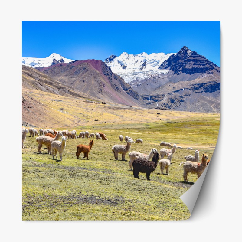 Repositionierbarer Aufkleber alpakas und lamas weiden bei Mt Ausangate, Cusco