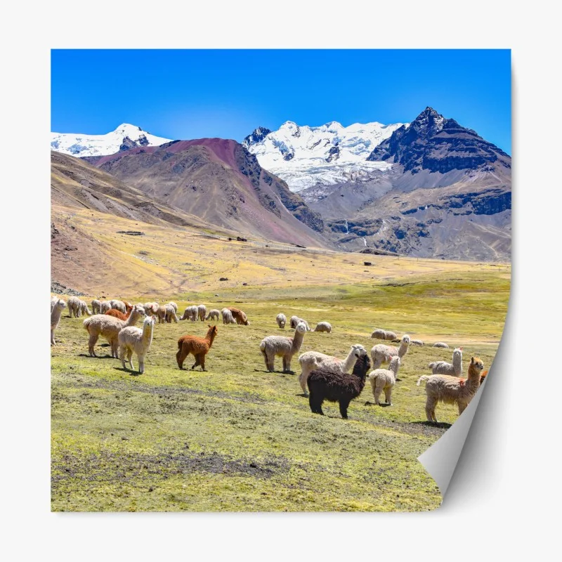 Repositionierbarer Aufkleber alpakas und lamas weiden bei Mt Ausangate, Cusco