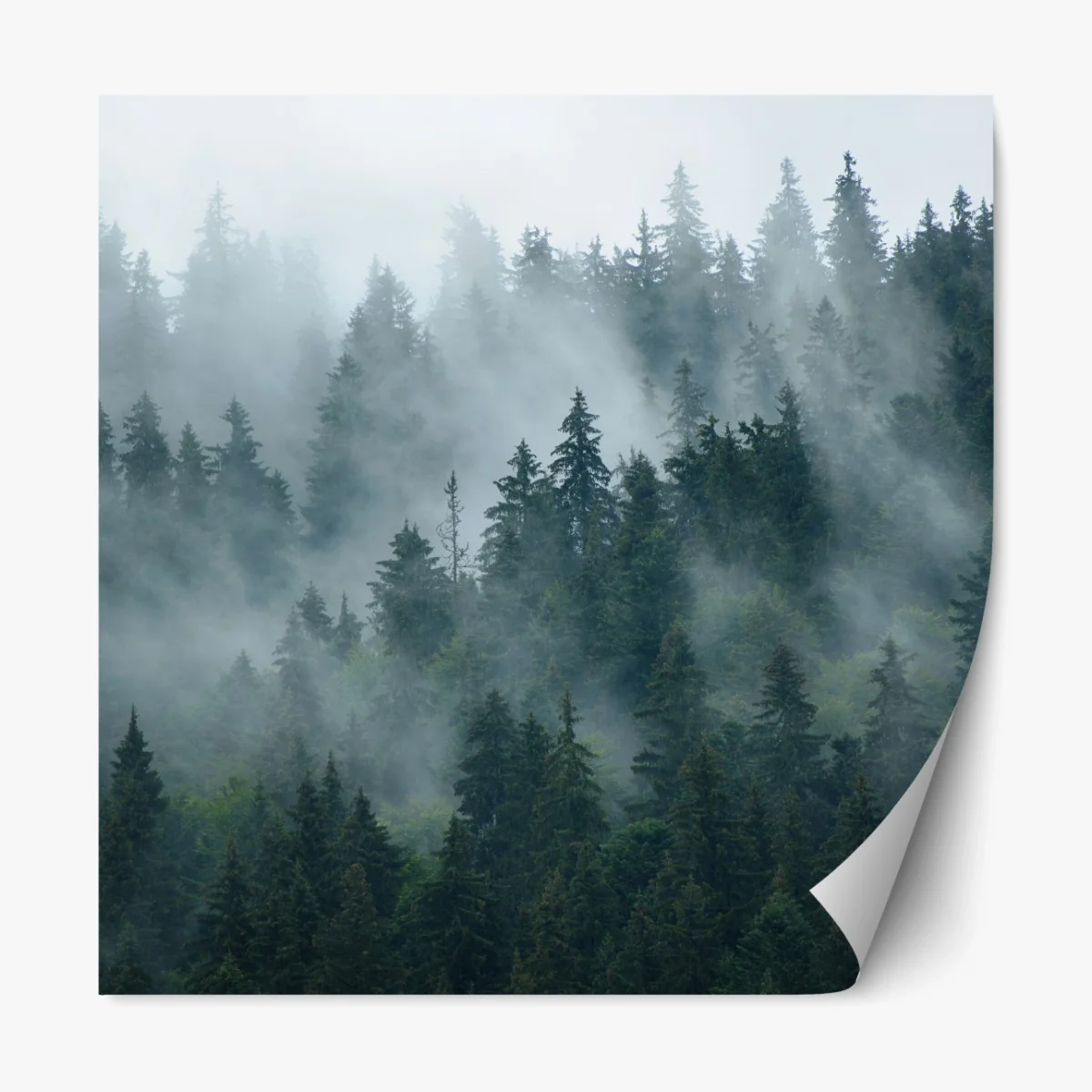 Repositionierbarer Aufkleber nebeliger immergrüner wald – Wallnifity® Repositionierbarer Aufkleber nebeliger immergrüner wald – Wallnifity®