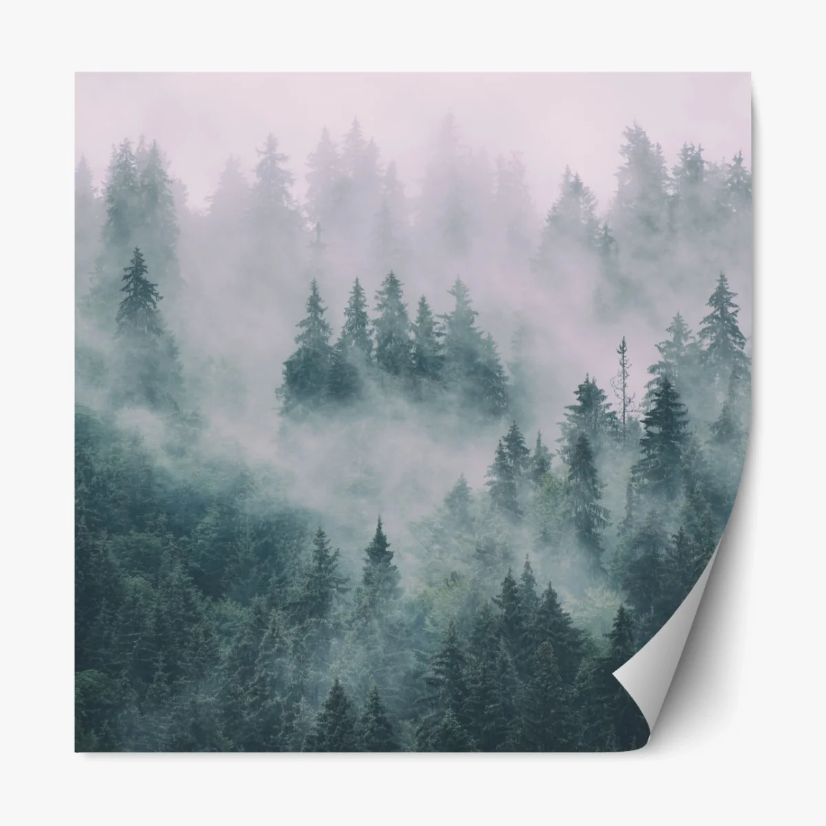 Repositionierbarer Aufkleber nebliger immergrüner wald – Wallnifity®