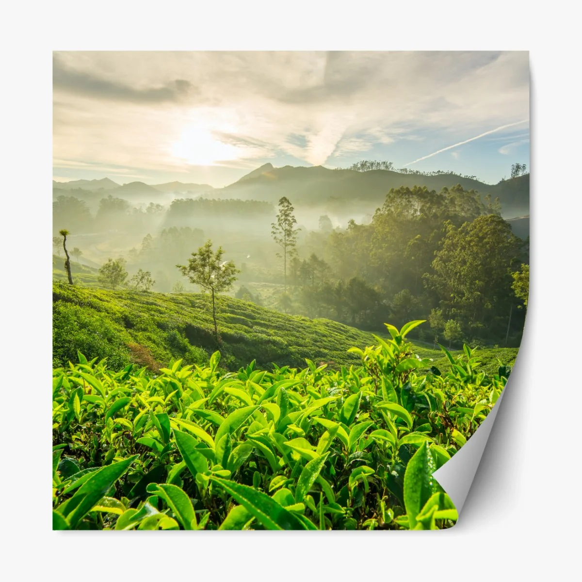 Repositionierbarer Aufkleber sonnenaufgang über den teeplantagen von Munnar – Wallnifity® Repositionierbarer Aufkleber sonnenaufgang über den teeplantagen von Munnar – Wallnifity®