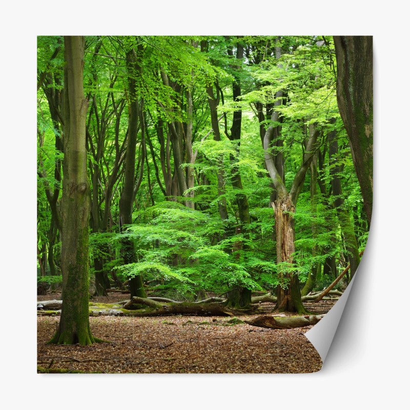 Repositionierbarer Aufkleber ruhige grüne waldkrone