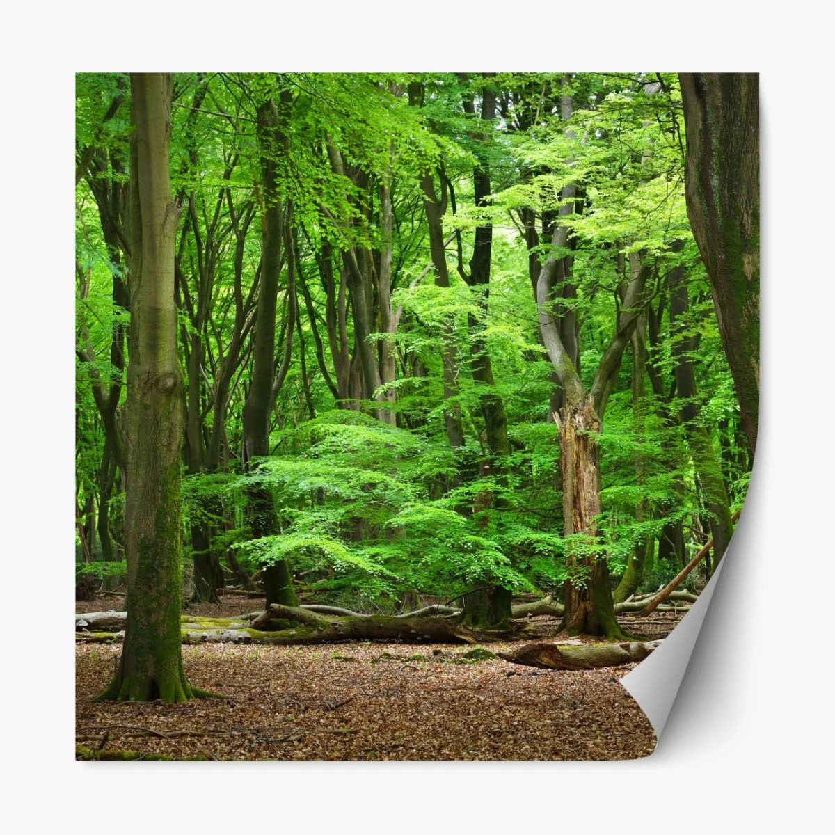 Repositionierbarer Aufkleber ruhige grüne waldkrone – Wallnifity®