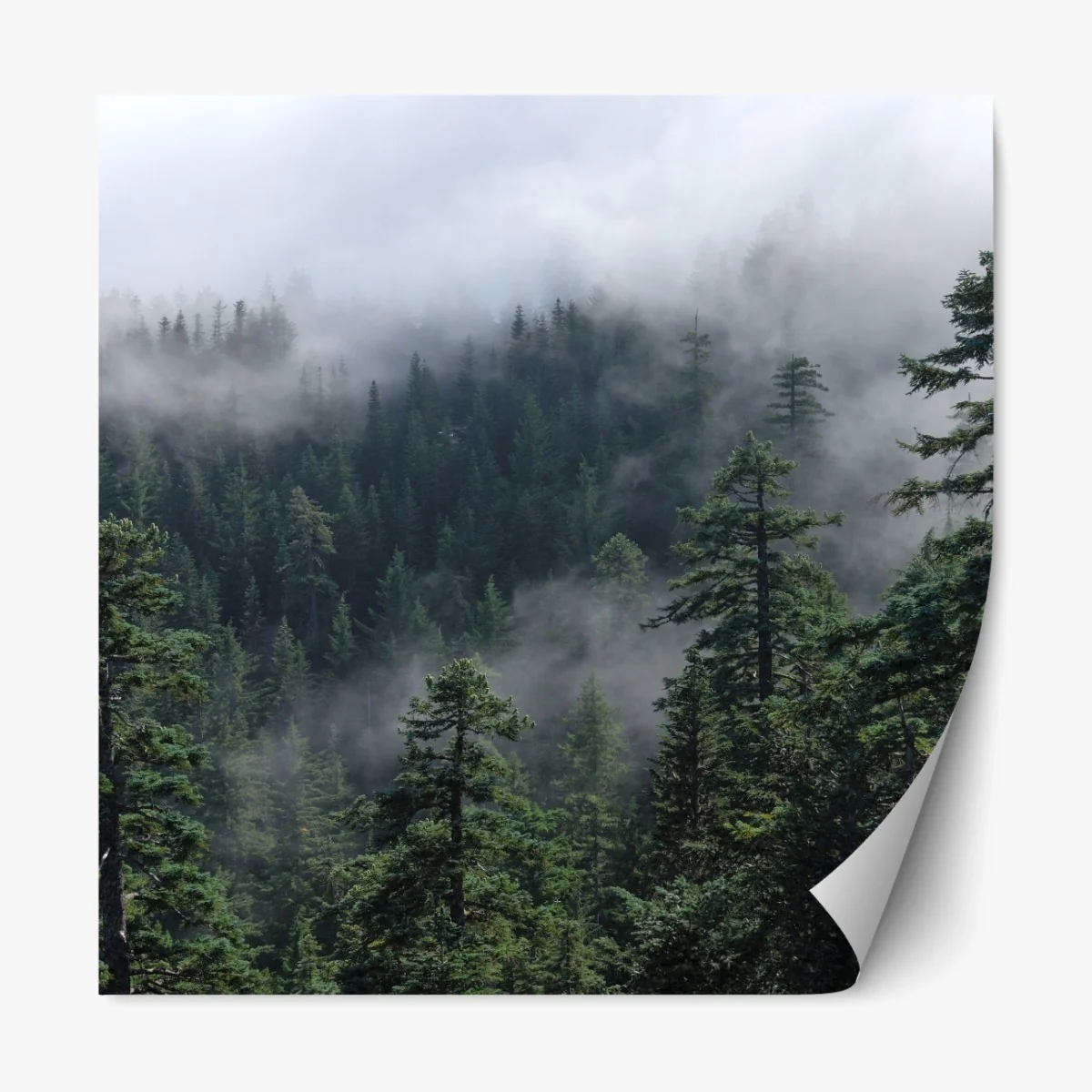 Repositionierbarer Aufkleber nebliger wald vom Larch Mount, Oregon – Wallnifity® Repositionierbarer Aufkleber nebliger wald vom Larch Mount, Oregon – Wallnifity®