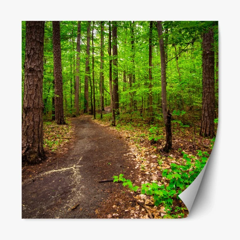 Repositionierbarer Aufkleber ruhiger grüner waldpfad – Wallnifity® Repositionierbarer Aufkleber ruhiger grüner waldpfad – Wallnifity®