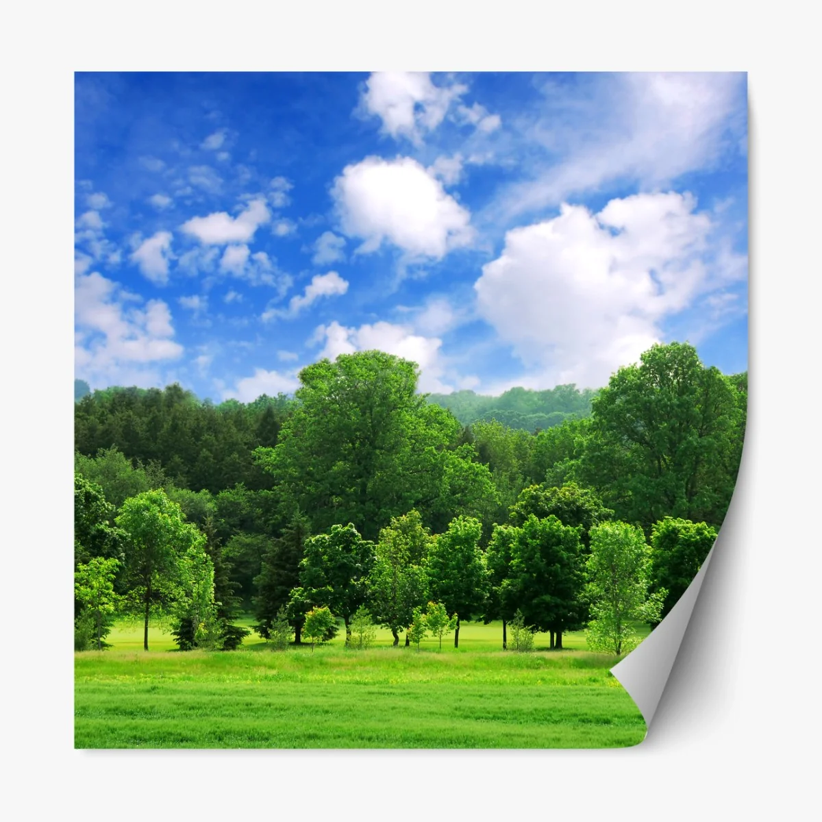 Repositionierbarer Aufkleber sommerlicher grüner wald unter blauem himmel – Wallnifity® Repositionierbarer Aufkleber sommerlicher grüner wald unter blauem himmel – Wallnifity®