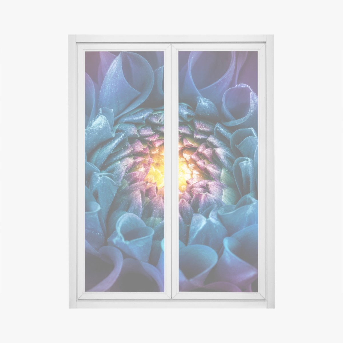 Fensteraufkleber leuchtende blaue chrysantheme nahaufnahme – Wallnifity®