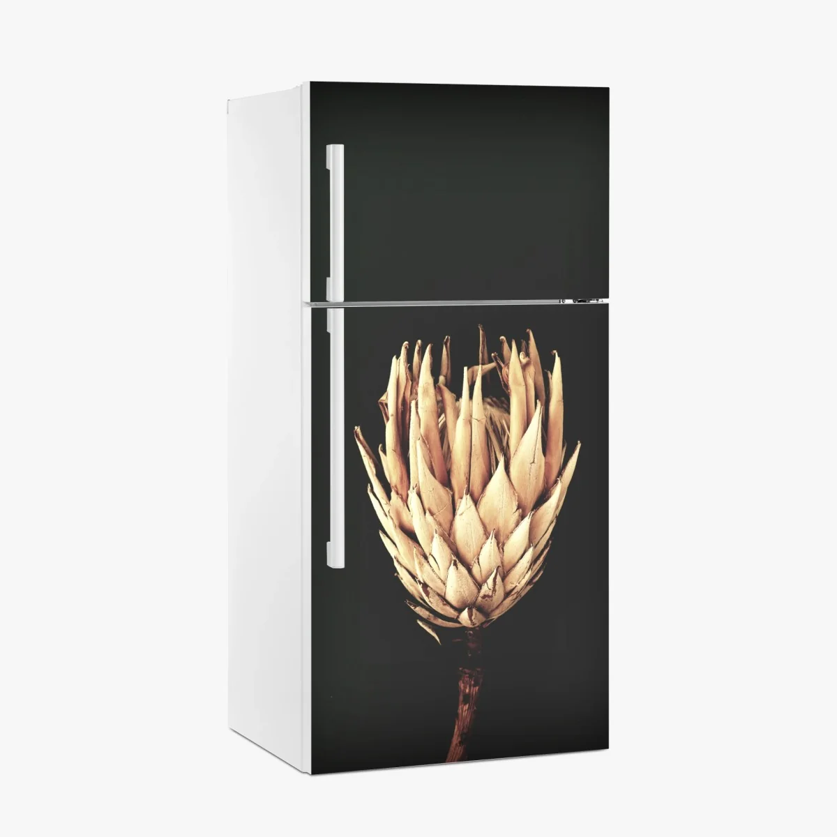 Kühlschrankaufkleber getrocknete protea in sepia – Wallnifity® Kühlschrankaufkleber getrocknete protea in sepia – Wallnifity®