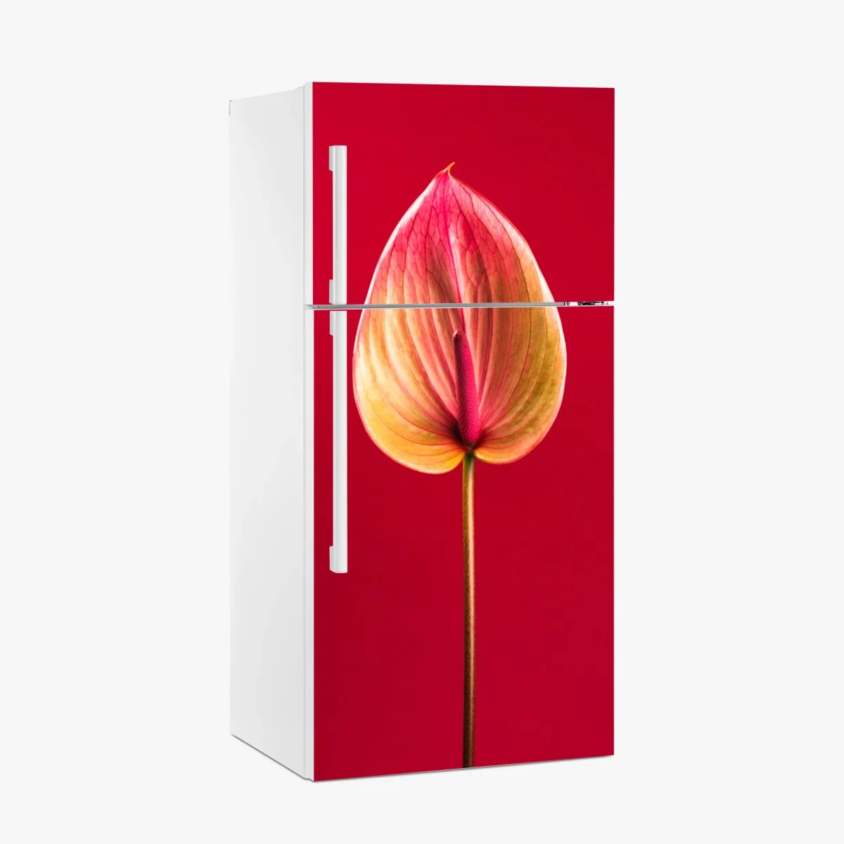 Kühlschrankaufkleber elegantes anthurium vor rotem hintergrund – Wallnifity®