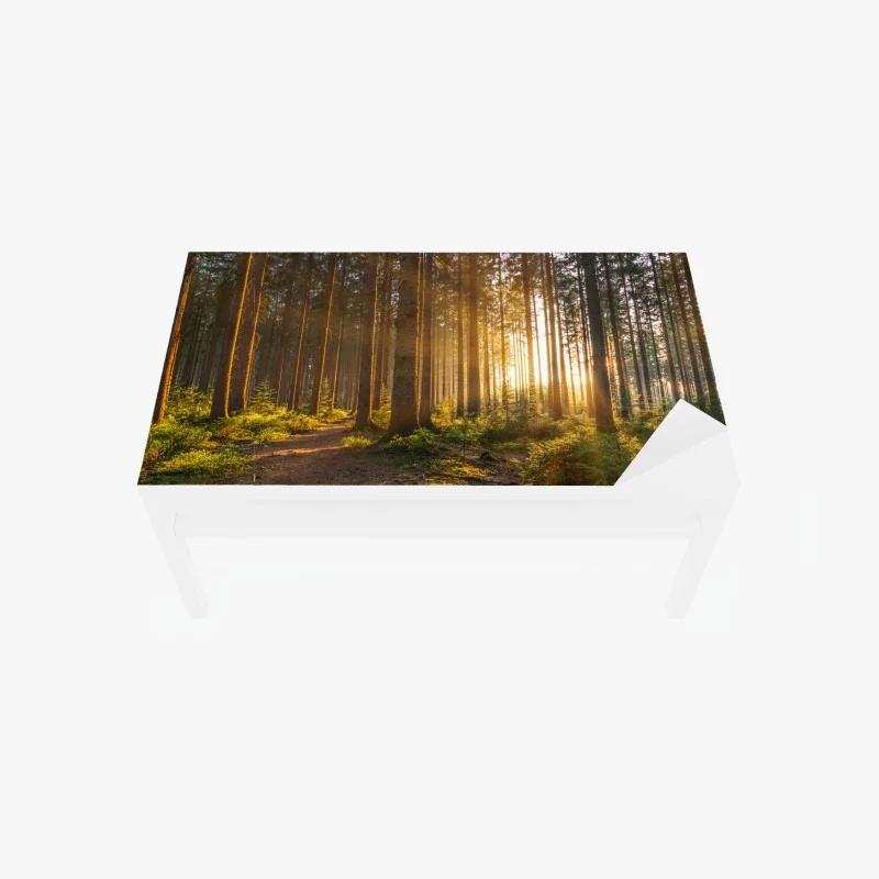 Tischaufkleber und Schreibtischaufkleber sonnenbeschienener waldweg am morgen