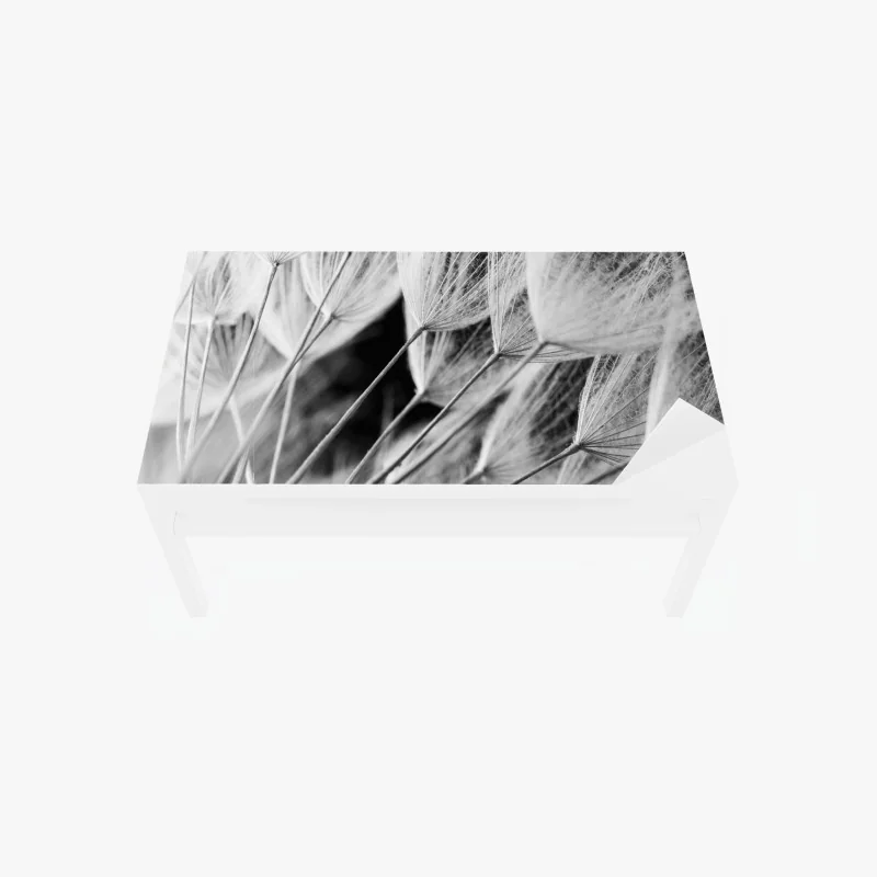 Tischaufkleber und Schreibtischaufkleber zarte nahaufnahme von löwenzahnsamen in monochrom
