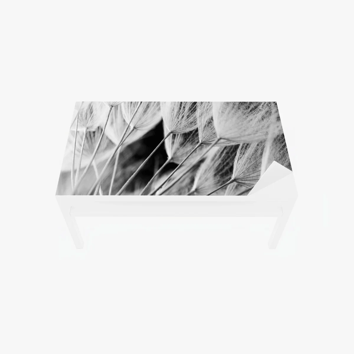 Tischaufkleber und Schreibtischaufkleber zarte nahaufnahme von löwenzahnsamen in monochrom – Wallnifity® Tischaufkleber und Schreibtischaufkleber zarte nahaufnahme von löwenzahnsamen in monochrom – Wallnifity®