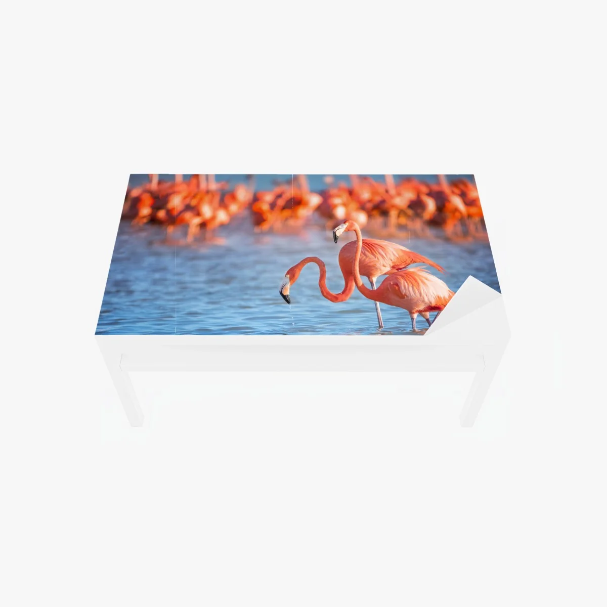 Tischaufkleber und Schreibtischaufkleber anmutige flamingos im flachen wasser – Wallnifity® Tischaufkleber und Schreibtischaufkleber anmutige flamingos im flachen wasser – Wallnifity®