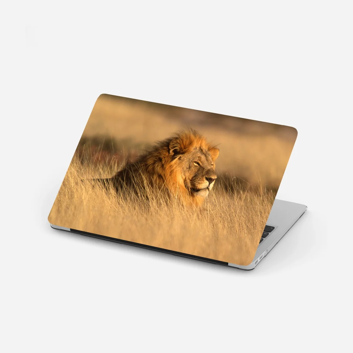 Laptop-Aufkleber majestätischer löwe im hohen gras – Wallnifity® Laptop-Aufkleber majestätischer löwe im hohen gras – Wallnifity®