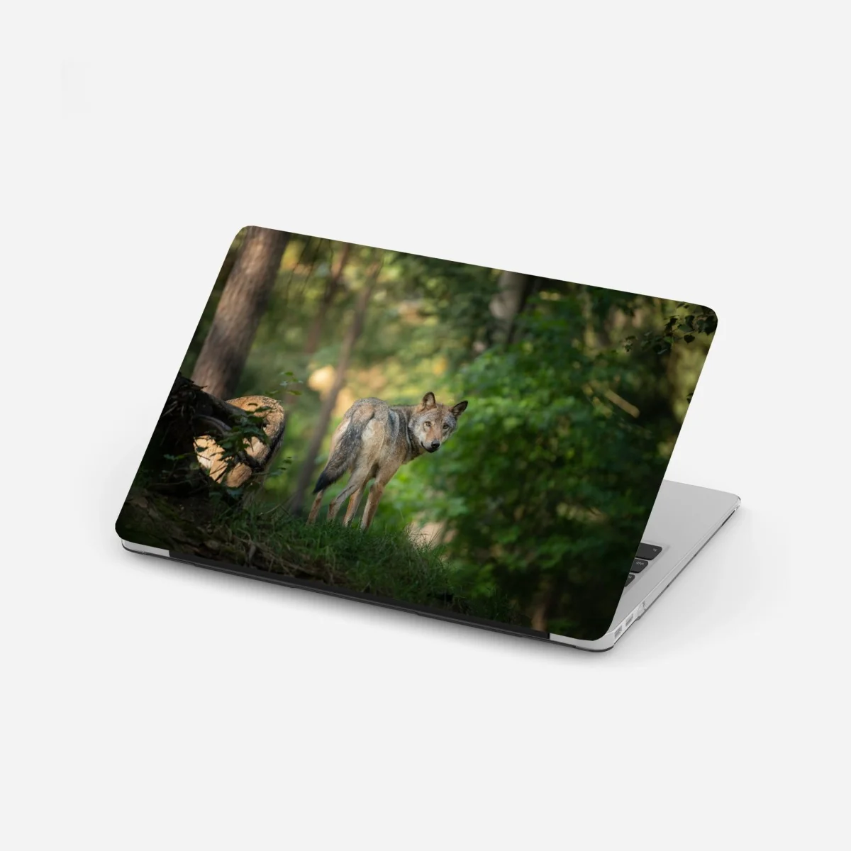 Laptop-Aufkleber wolf auf der lichtung im wald – Wallnifity® Laptop-Aufkleber wolf auf der lichtung im wald – Wallnifity®
