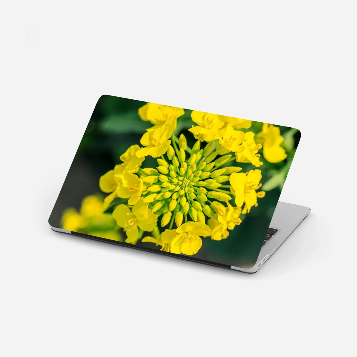 Laptop-Aufkleber lebhafte gelbe rapsblüte im nahen makro – Wallnifity® Laptop-Aufkleber lebhafte gelbe rapsblüte im nahen makro – Wallnifity®