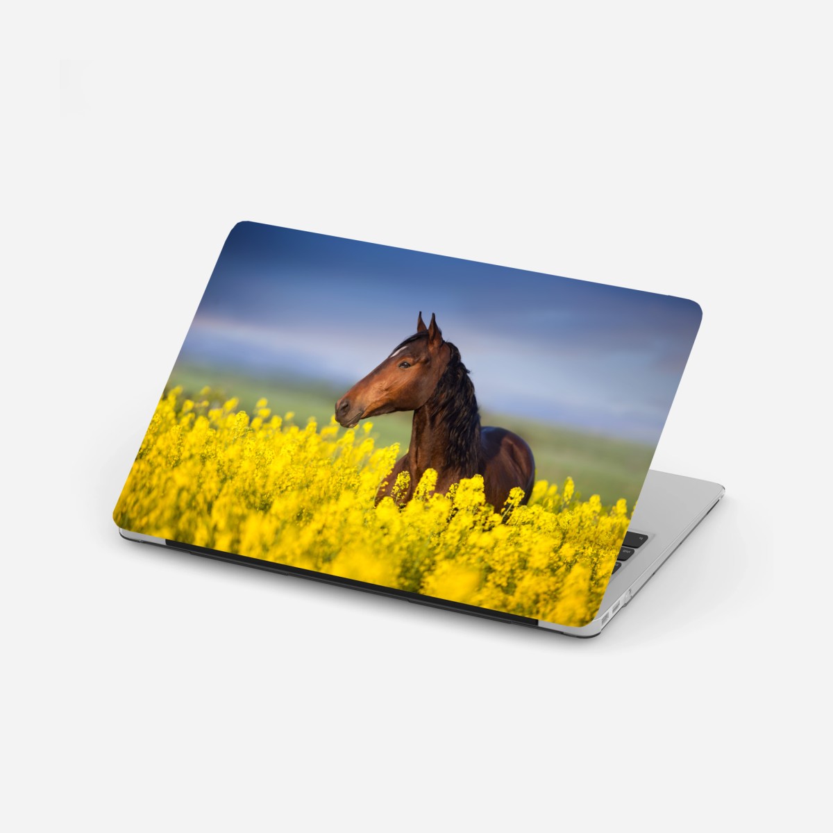 Laptop-Aufkleber braunes pferd im gelben rapsfeld – Wallnifity®