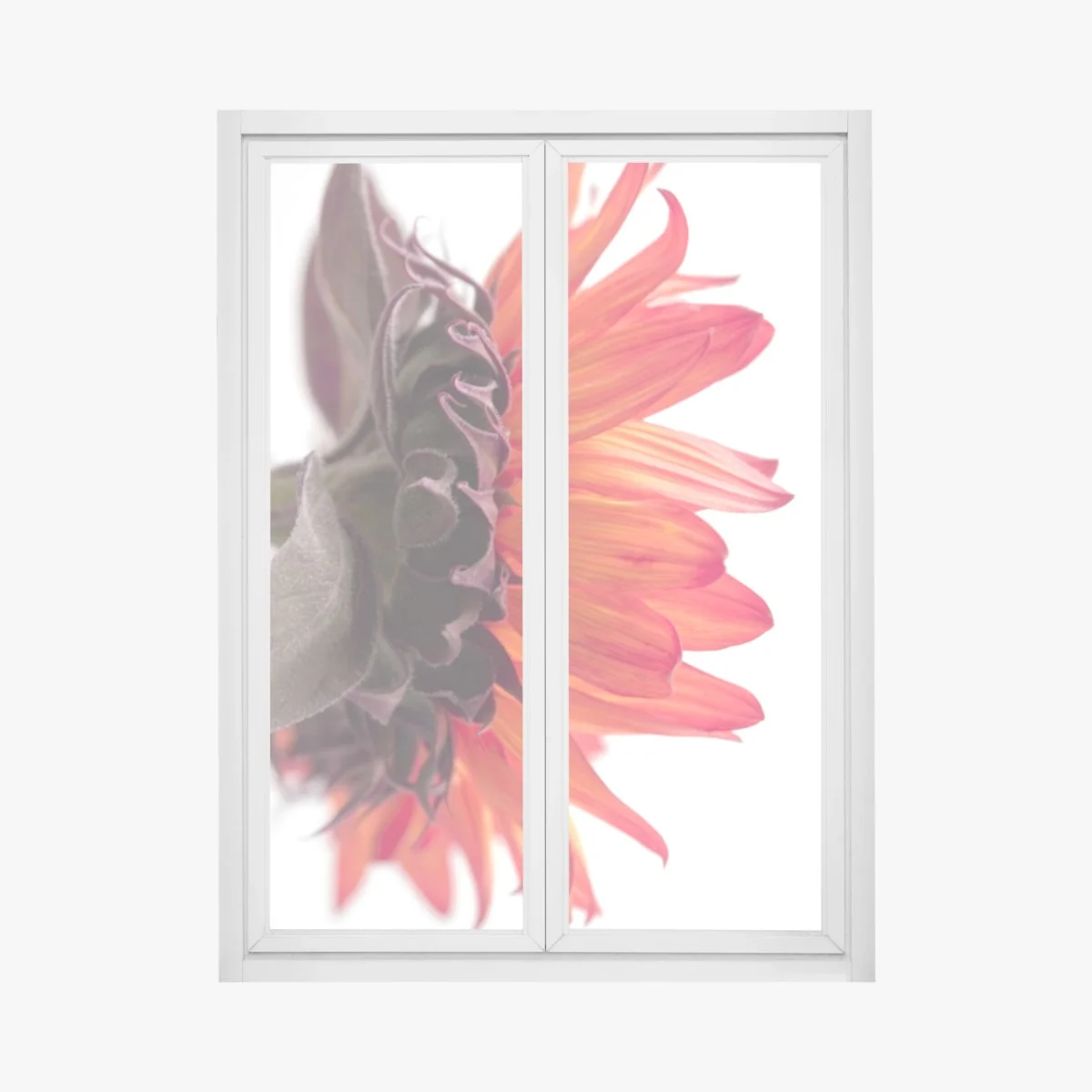 Fensteraufkleber intensive orange sonnenblume nahaufnahme – Wallnifity® Fensteraufkleber intensive orange sonnenblume nahaufnahme – Wallnifity®