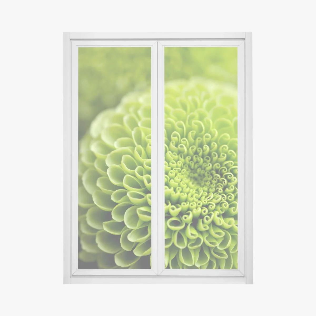 Fensteraufkleber leuchtende grüne blumenspirale im makro – Wallnifity® Fensteraufkleber leuchtende grüne blumenspirale im makro – Wallnifity®