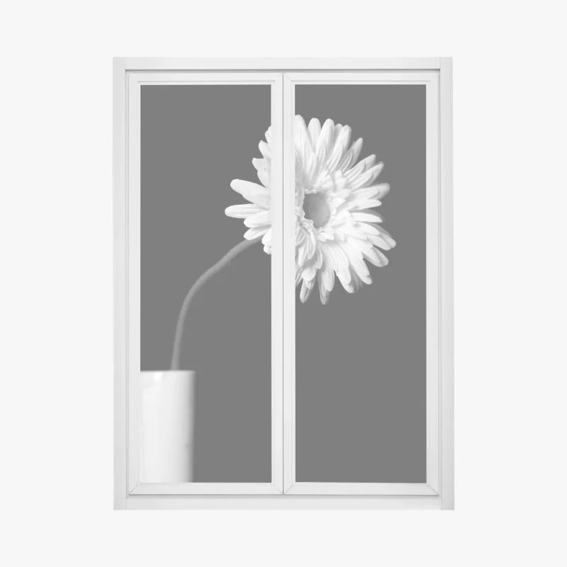 Fensteraufkleber weiße gerbera vor schwarzem hintergrund