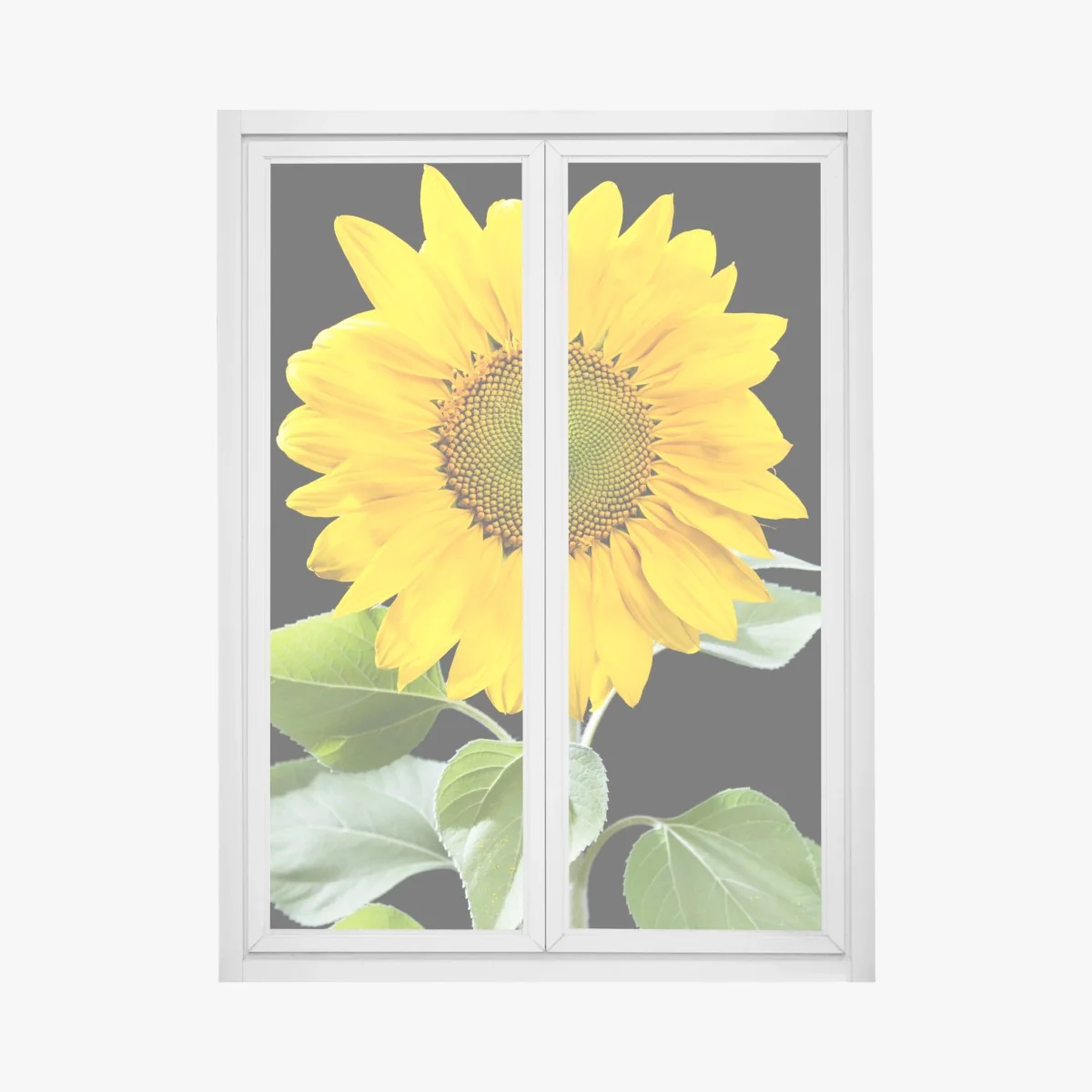 Fensteraufkleber leuchtende sonnenblume vor schwarzem hintergrund – Wallnifity®