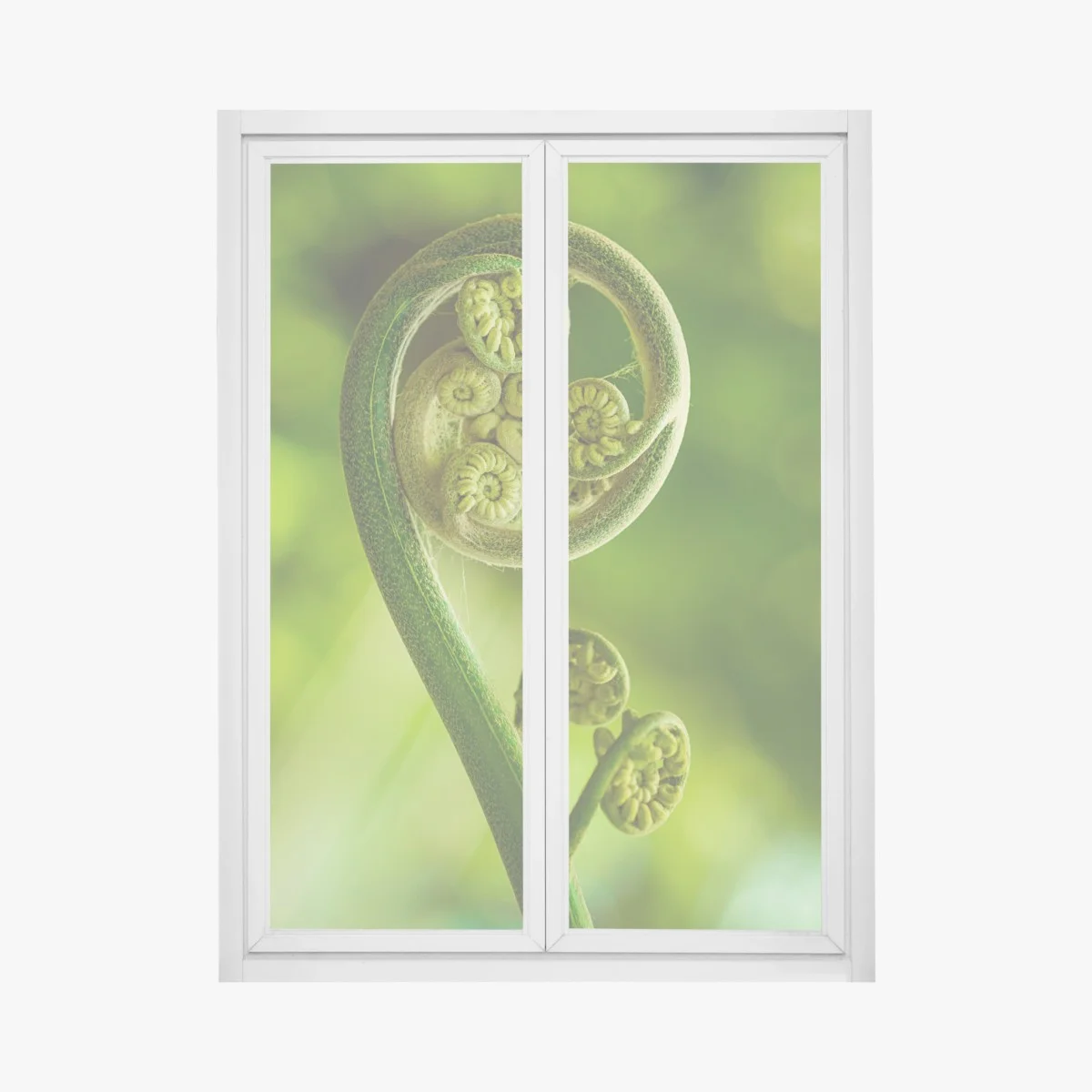 Fensteraufkleber grüne farnknospe makroaufnahme – Wallnifity® Fensteraufkleber grüne farnknospe makroaufnahme – Wallnifity®