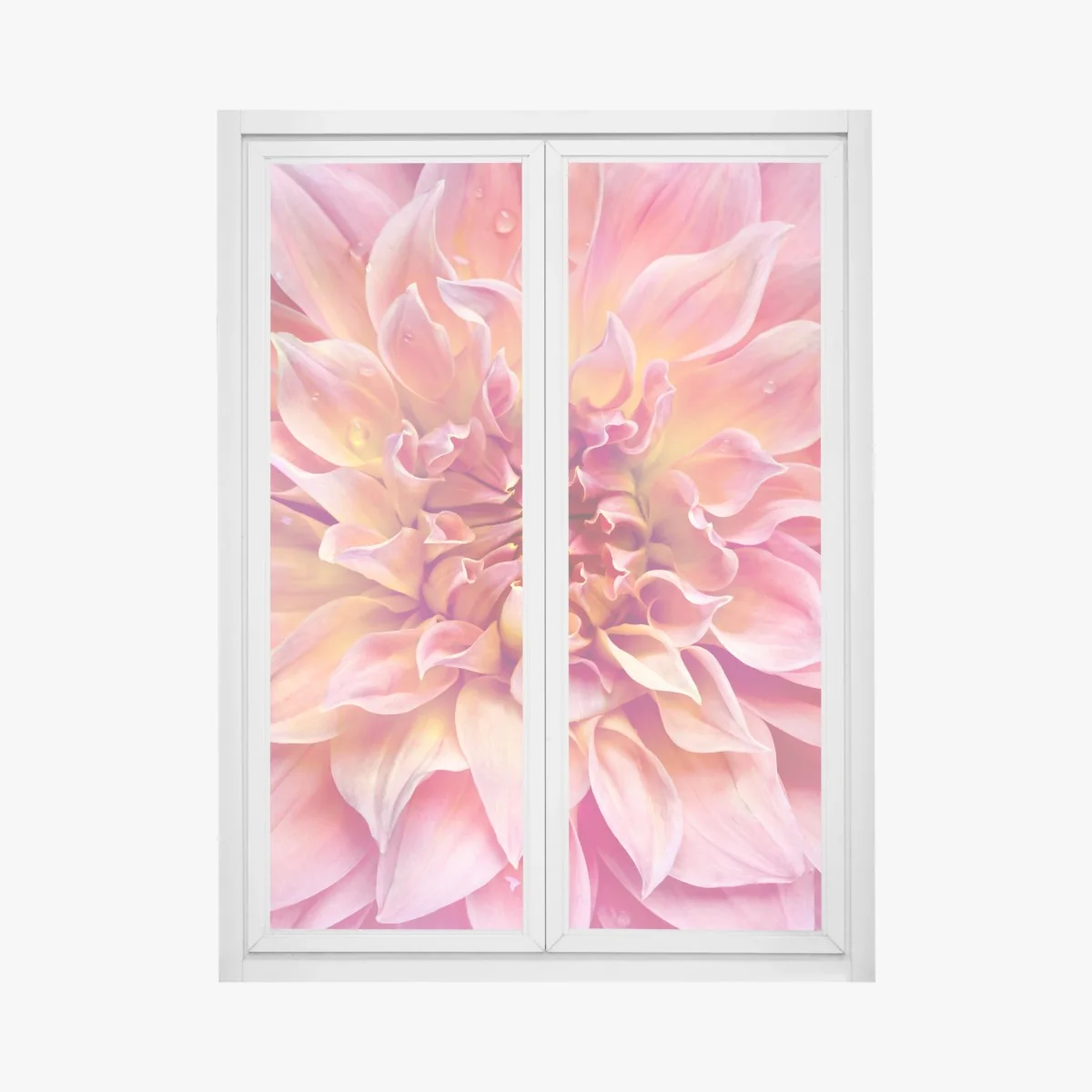 Fensteraufkleber rosa dahlie nahaufnahme – Wallnifity® Fensteraufkleber rosa dahlie nahaufnahme – Wallnifity®