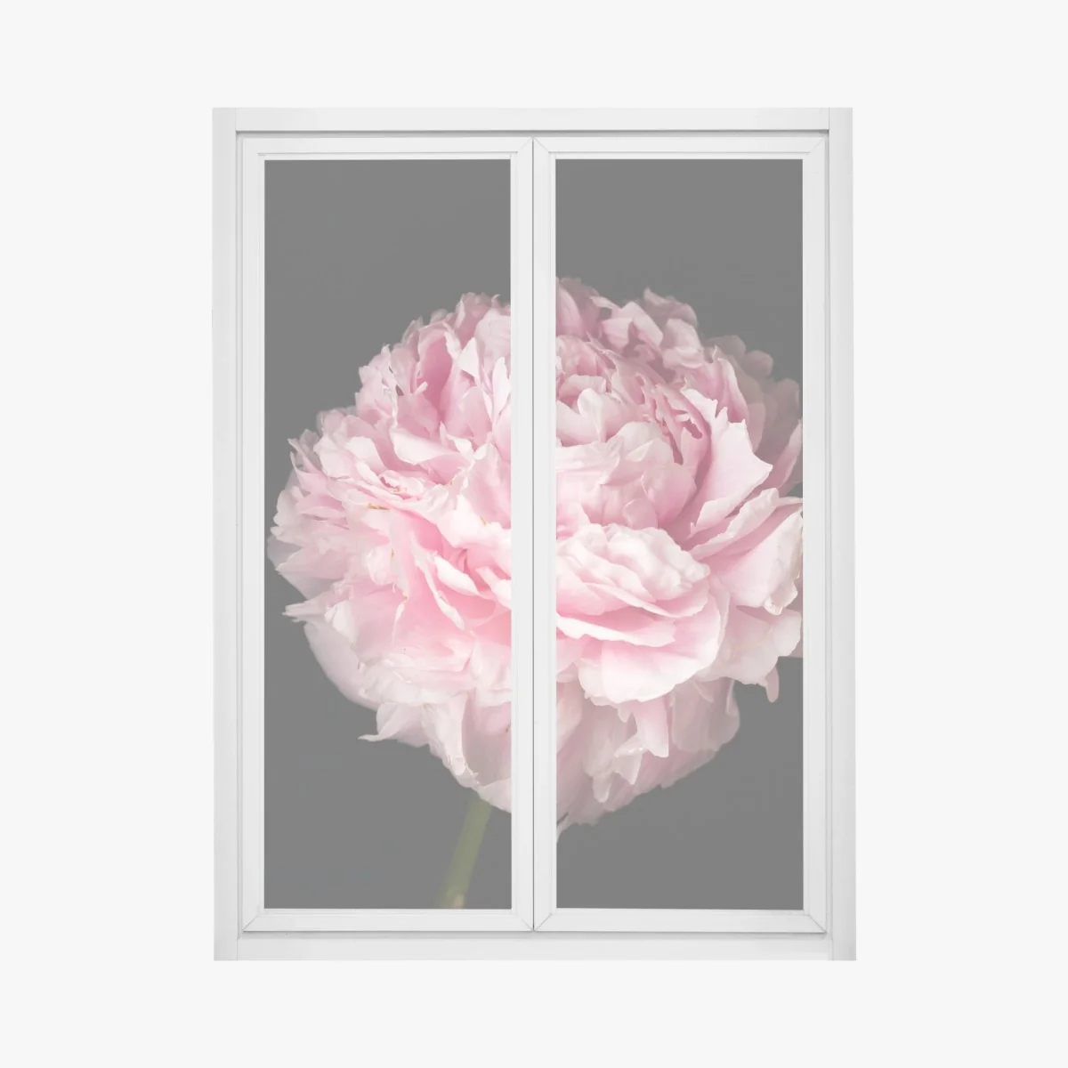 Fensteraufkleber zarte rosa pfingstrose nahaufnahme – Wallnifity® Fensteraufkleber zarte rosa pfingstrose nahaufnahme – Wallnifity®