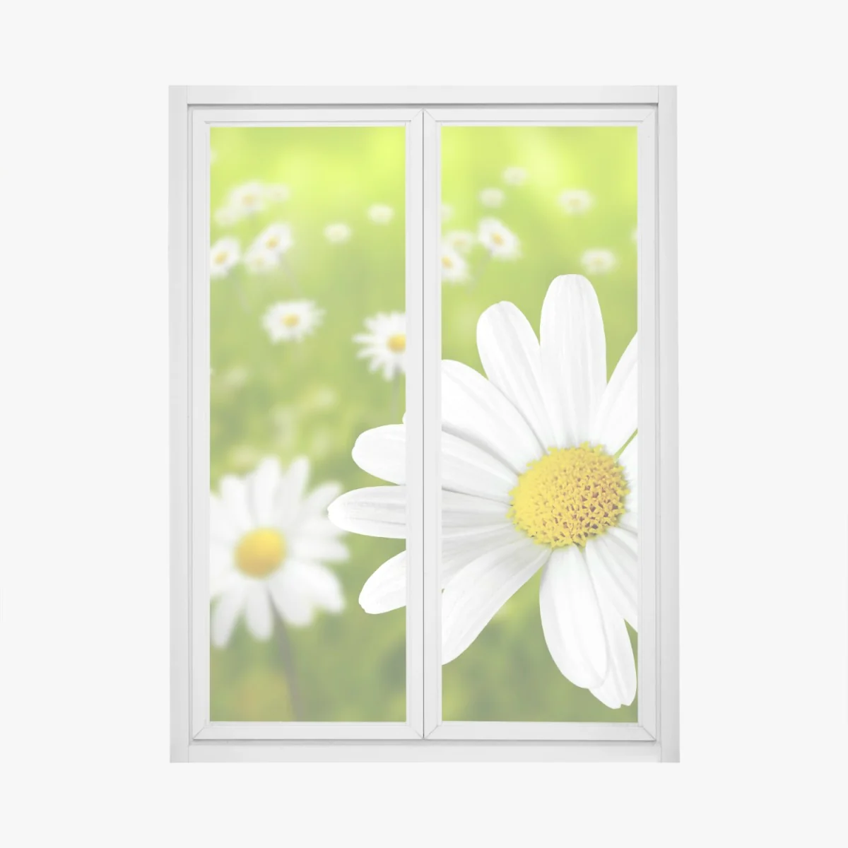 Fensteraufkleber weiße gänseblümchen auf der wiese – Wallnifity®