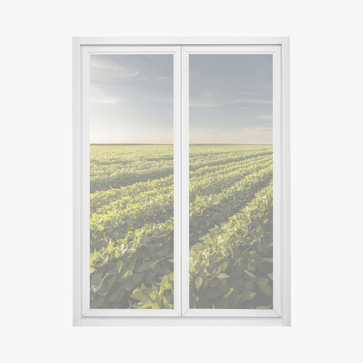 Fensteraufkleber sonnenbeschienenes sojafeld bei sonnenuntergang – Wallnifity®