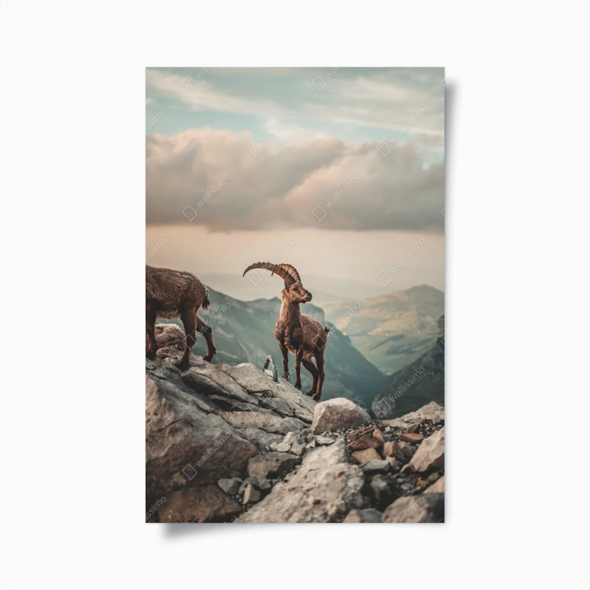 Poster alpensteinbock auf felsigem kamm – Wallnifity®