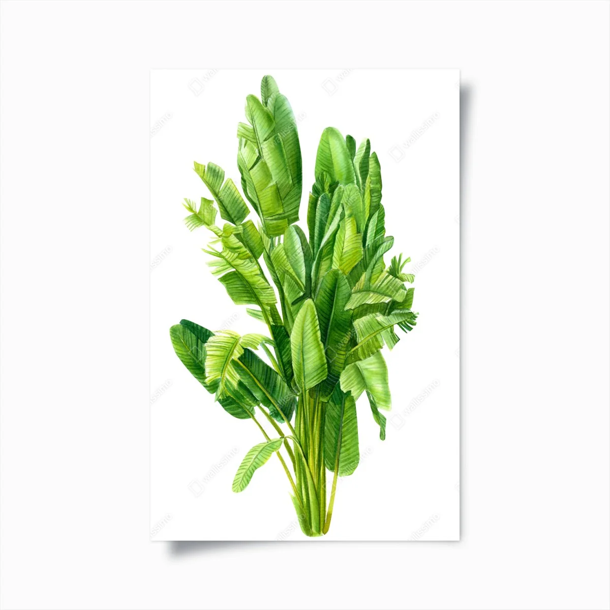 Poster tropische bananenblätter in aquarell – Wallnifity®