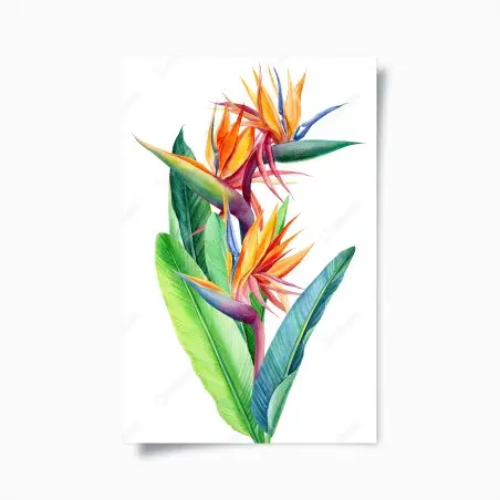 Poster farbenfrohe strelitzie aquarell botanisches bild – Wallnifity®