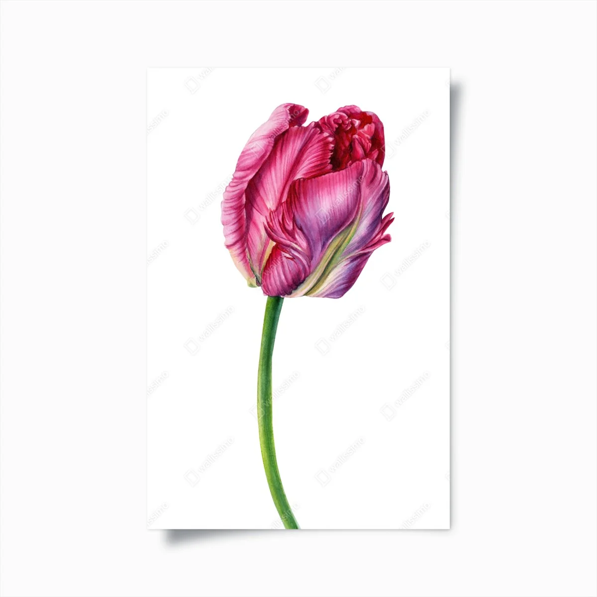 Poster rosa tulpe aquarell botanische illustration – Wallnifity®