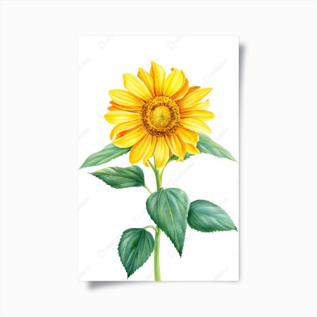 Poster sonnenblume in aquarell – Wallnifity®