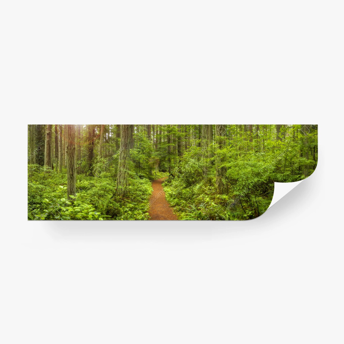 Fototapete friedlicher waldpfad – Wallnifity®