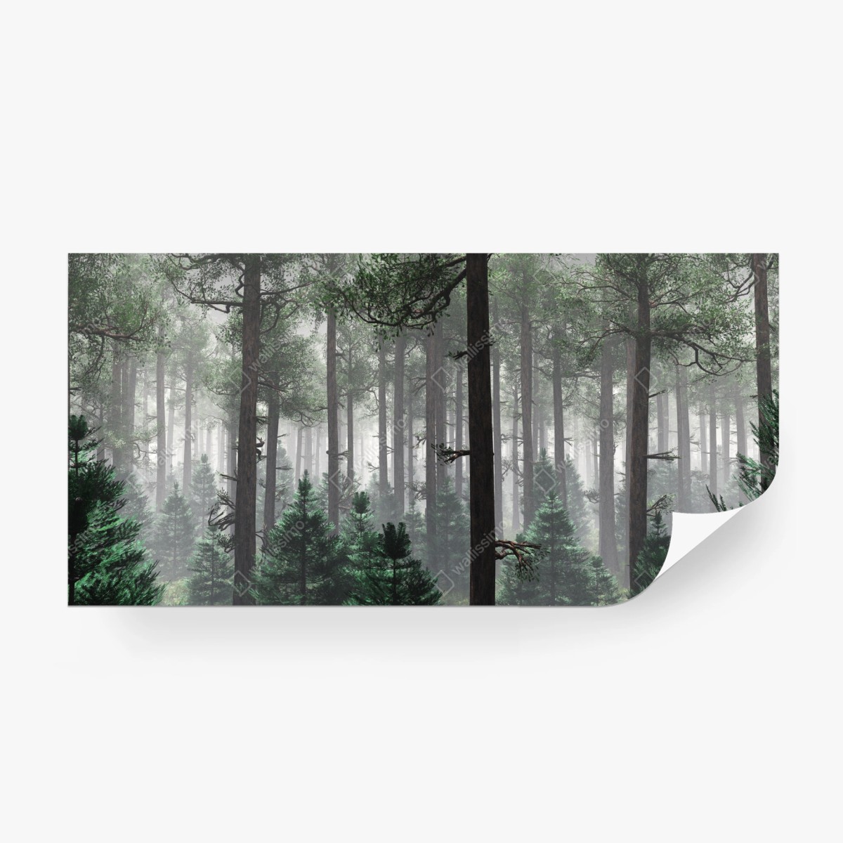 Fototapete nebliger immergrüner wald – Wallnifity®